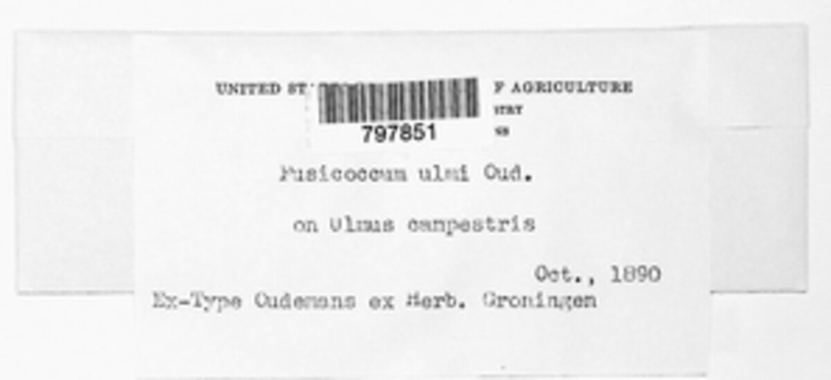 Fusicoccum ulmi image